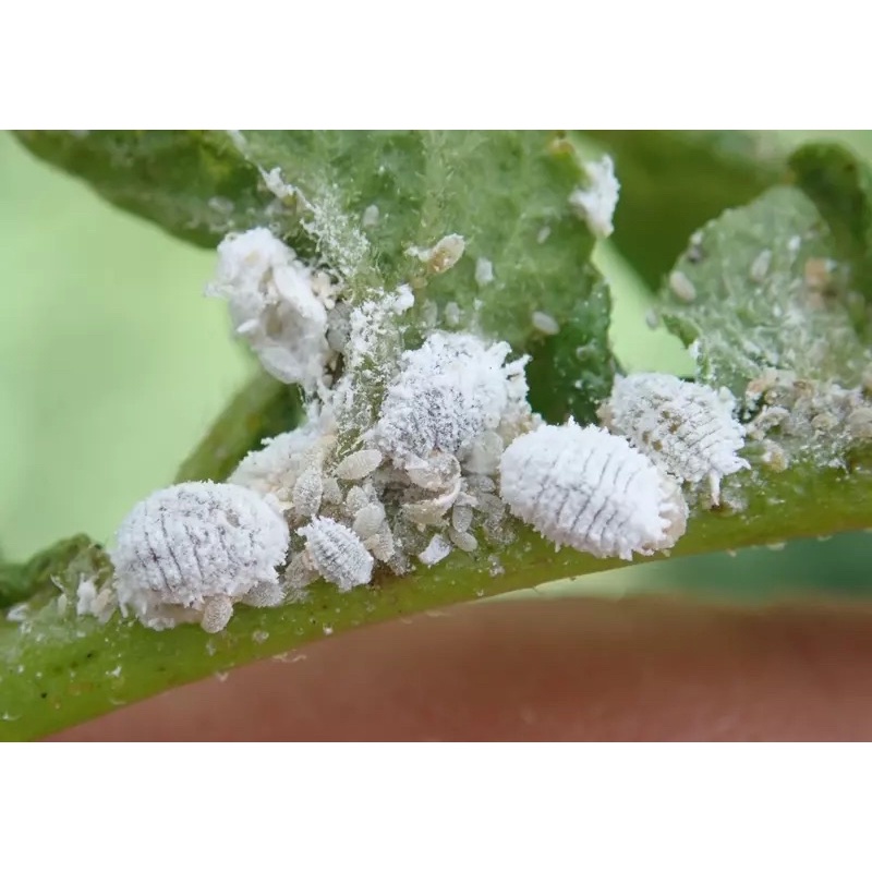 Mo.vento áp chế b.ọ r.ầy