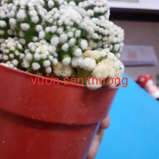 [Hót 2020] xương rồng đám mây 1 chậu