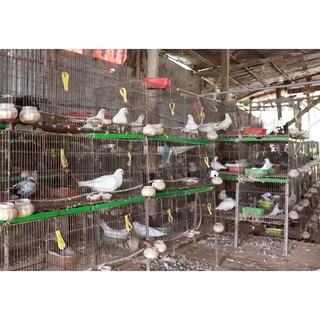 Ổ đẻ cho chim bồ câu