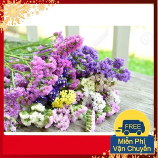 Hạt Giống Hoa Salem Mix
