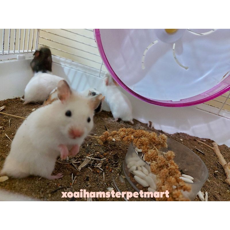 Wheel vòng quay bánh xe Hamster thú cưng sale giá sập sàn