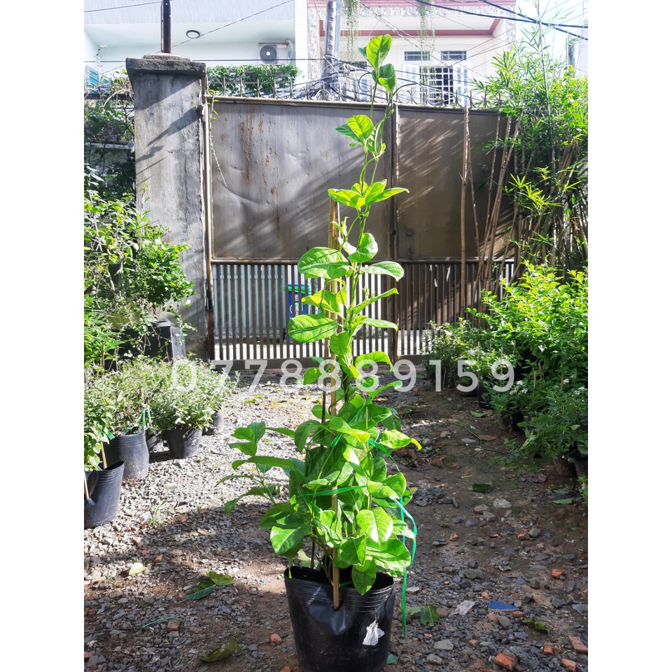 Cây Dây leo huỳnh đệ