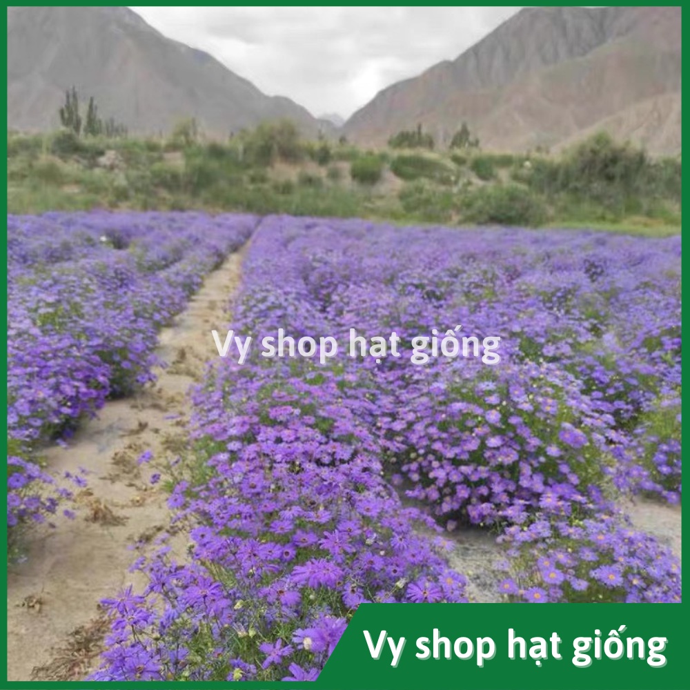 Hạt giống hoa thạch thảo bụi lùn gói 200 hạt mix màu