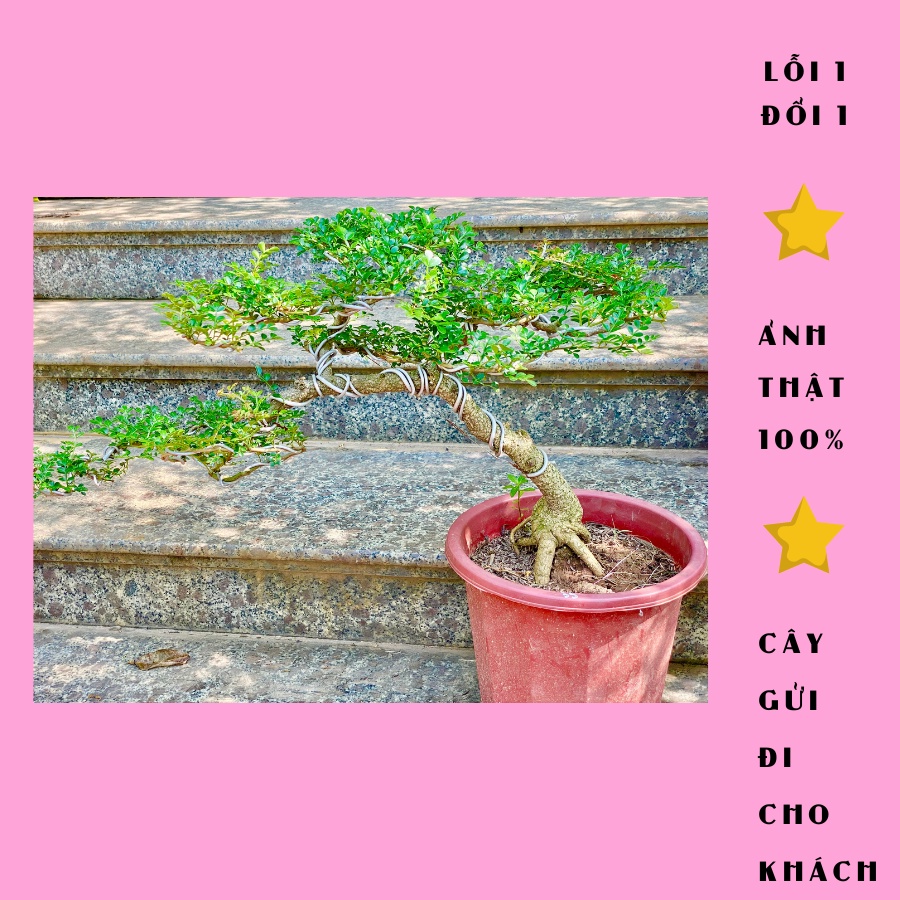Cây cần thăng bonsai cao 40cm chỉ có 1 gốc như hình