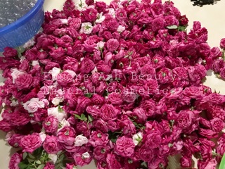 Nước hoa hồng handmade (toner)