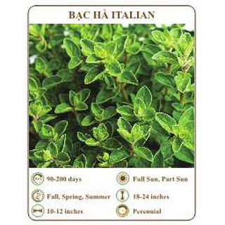 Hạt giống bạc hà italian - the xanh