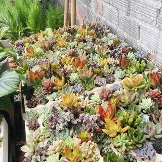 Sen đá mimi, sen đá nhỏ, size vỉ 2-3cm, lỗi 1 đổi 1