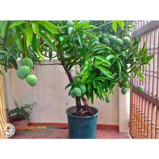 Cây giống xoài thanh ca siêu quả.