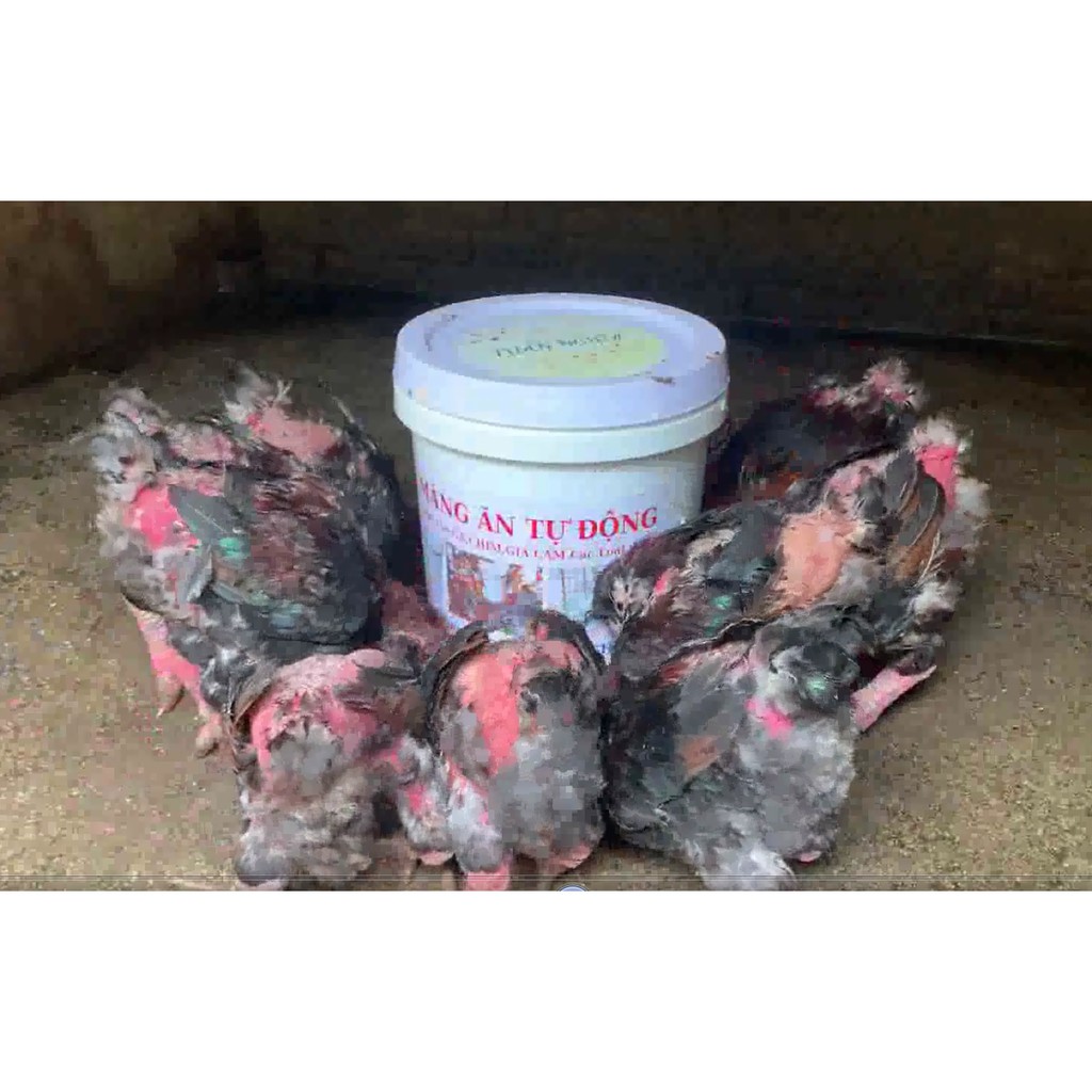 Máng ăn tự động cho Gà,Ngan,Vịt, hiệu quả nhất.