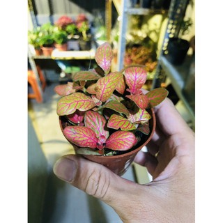 cây Cẩm Nhung(lá may mắn )