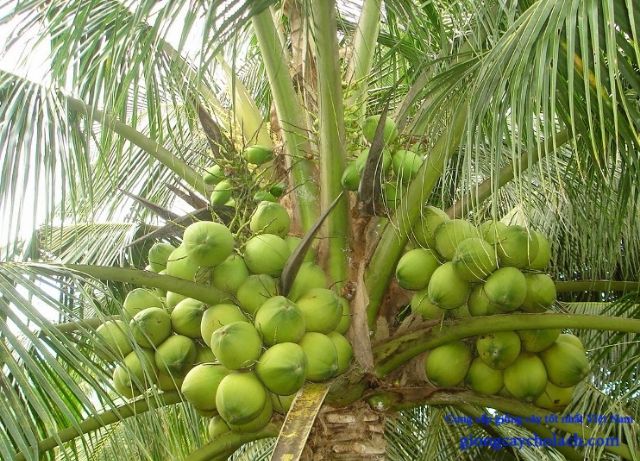 Cây dừa xiêm dây