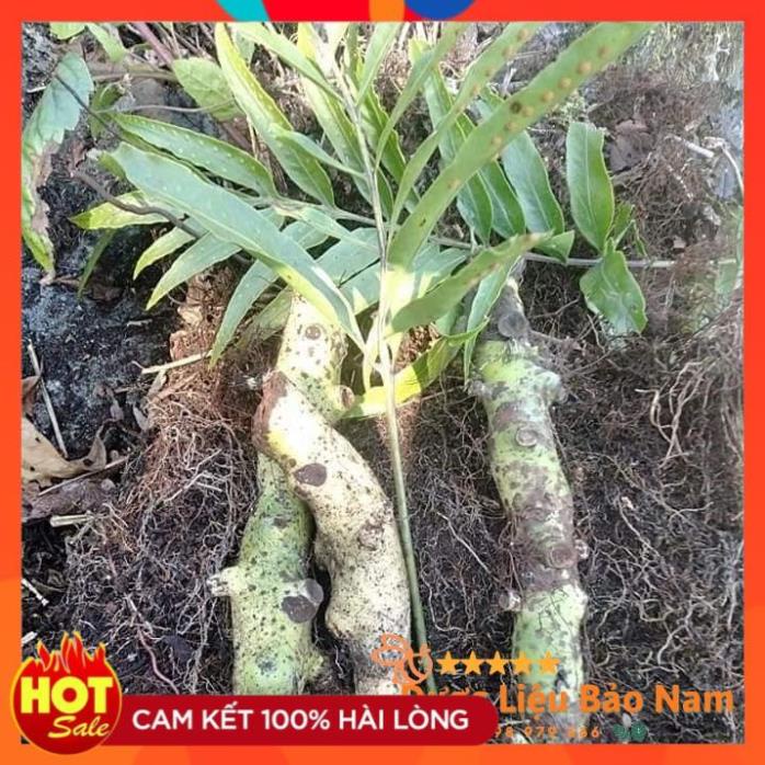 Tắc Kè Đá  tươi Tây Bắc 1kg