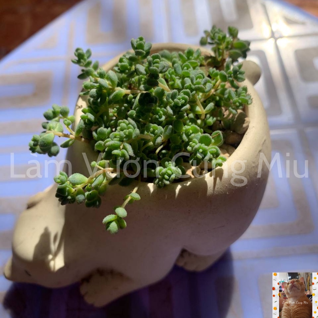 Sen Đá Sedum Hoa Hồng Xanh  Size Bầu