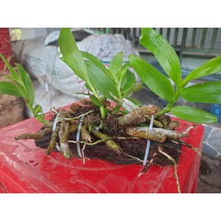 Trầm tím rừng đã ghép gỗ.
