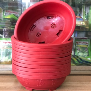 Combo 10 chậu bonsai hột xoài size 25 cm