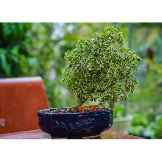 Cây đinh lăng mini cẩm thạch