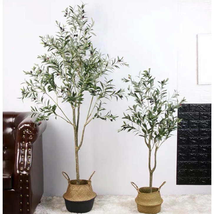 Cây olive trang trí 1m20 - Cây olive decor phòng khách studio