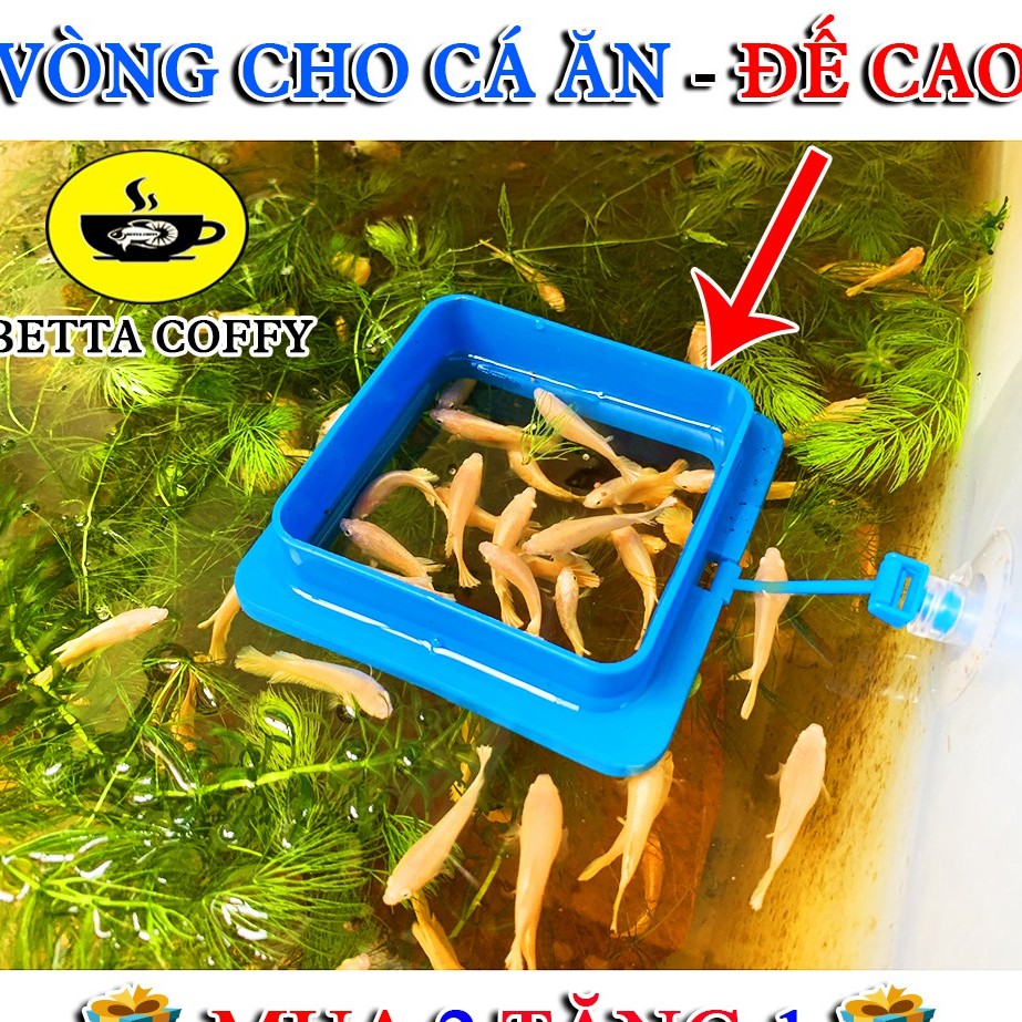 Vòng Cho Cá Ăn - Đế cao - Giữ Thức Ăn Cho Cá Cảnh