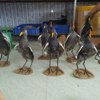 [Mã SKAMLTSM9 giảm 10% đơn 99K] Chim gà đồng giả nhồi keo