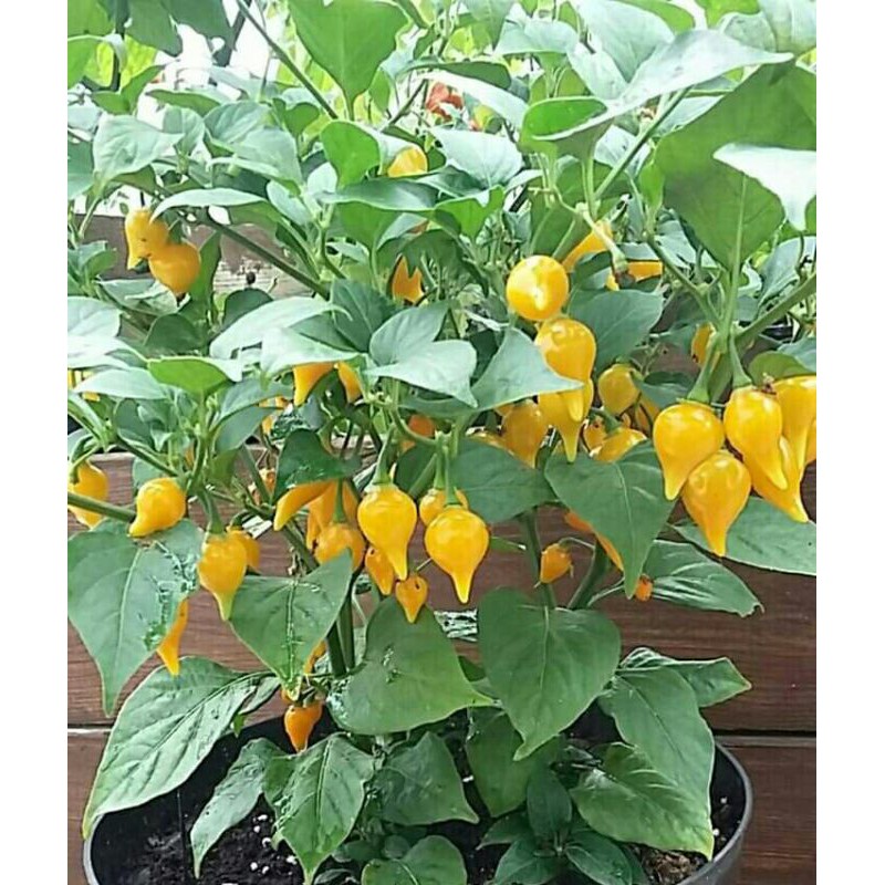 hạt giống ớt mỏ chim  ( BIQUINHO YELLOW )