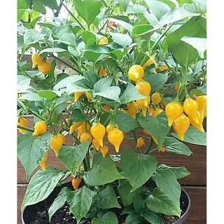 hạt giống ớt mỏ chim  ( BIQUINHO YELLOW )