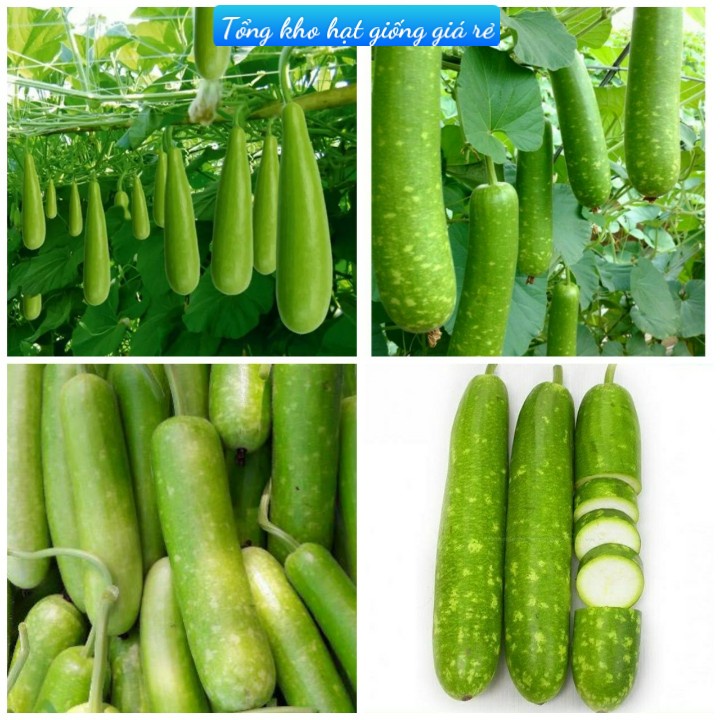 (Gói 15 hạt)Hạt giống bầu siêu trái f1 Dễ trồng năng suất cao kháng bệnh tốt-Tổng kho hạt giống giá rẻ