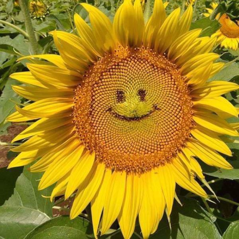 Hạt dương mặt cười siêu hoa F1