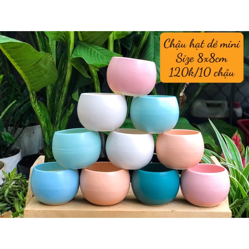 10 CHẬU SỨ CAO CẤP 120k