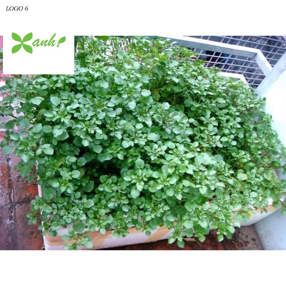 Giống Xà lách xoong Mỹ