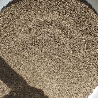 150 Hạt giống Sâm Bố Chính chuẩn 100%