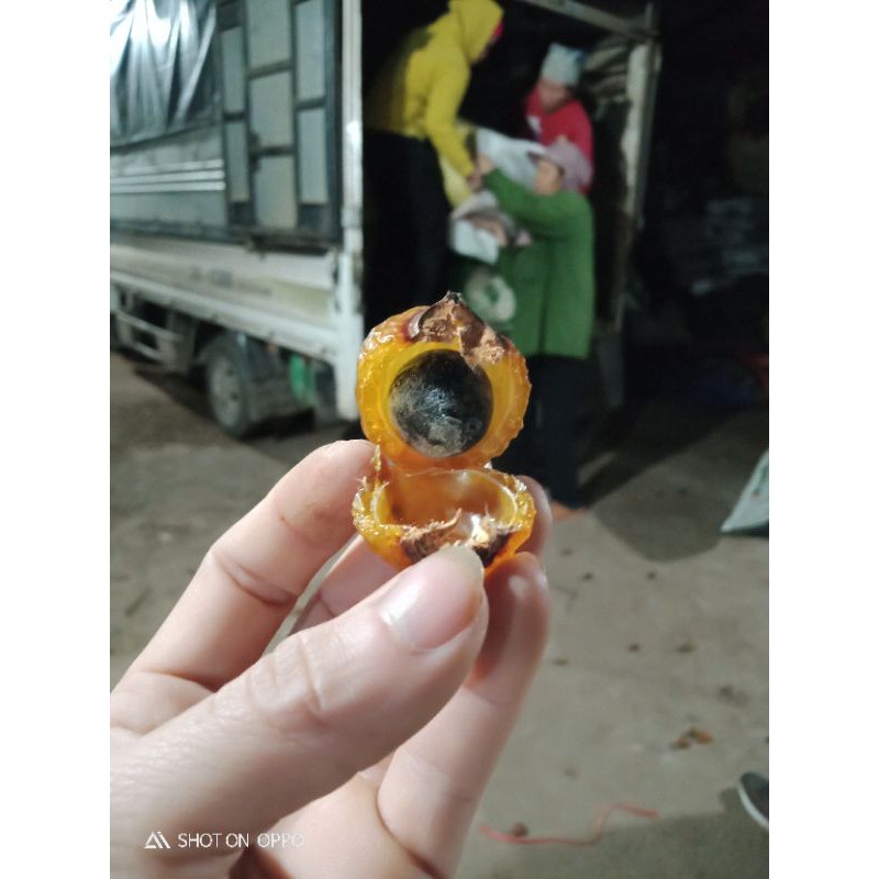 100 hạt giống 🌱bồ hòn