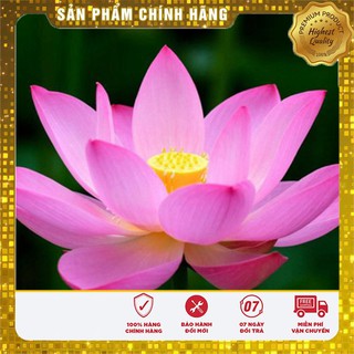 Hạt Giống Sen Hồng Việt Nam(10 hạt)