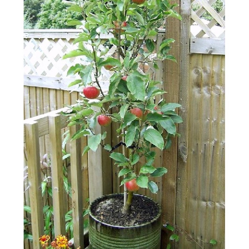 Hạt giống táo lùn đỏ siêu quả, siêu ngọt F1