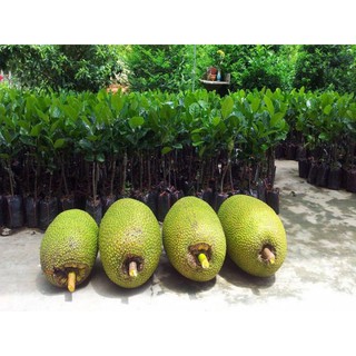 mít không hạt khổng lồ dòng F1 ( 2 năm cho trái)