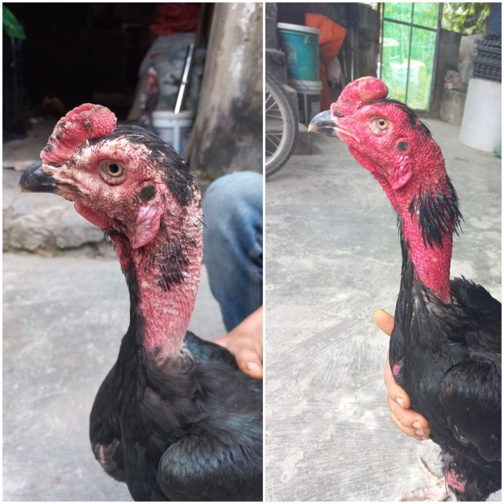 Rượu Nghệ Thuốc Bắc Om Gà Chọi