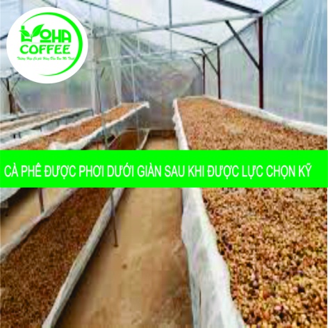 trợ giá] 500g Cà phê hạt ROBUSTA rang xay nguyên chất Pha Phin đậm vị, mạnh, hậu ngọt -LOHA COFFEE - cà phê Loha - cafe