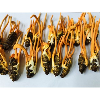 Combo 10 Con Đông Trùng Hạ Thảo Nhộng Tằm
