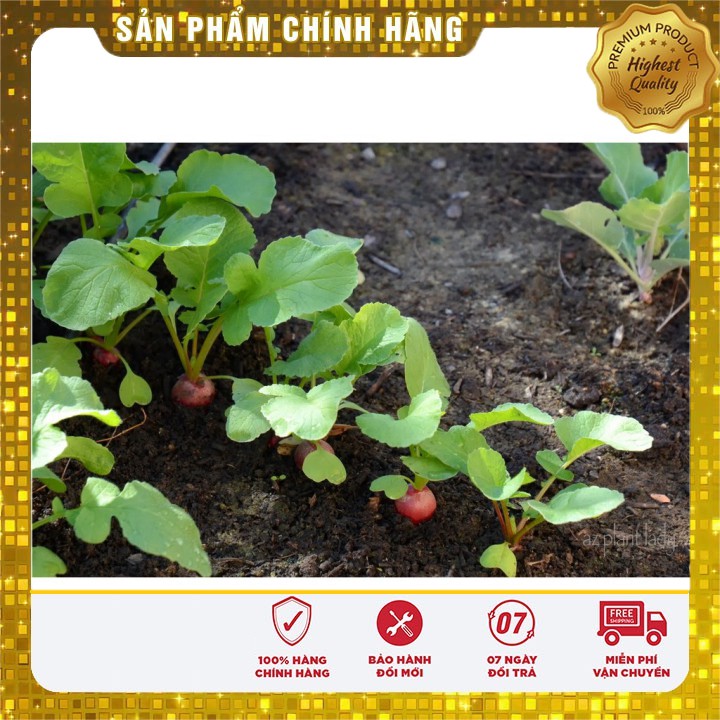 Hạt Giống Củ Cải Tròn Đỏ ( gói 5 gram)