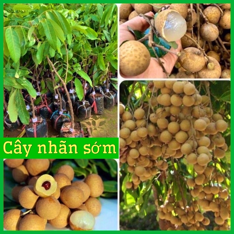 Cây giống nhãn sớm Hưng Yên