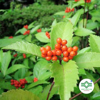 Cây sói rừng 1kg TM61