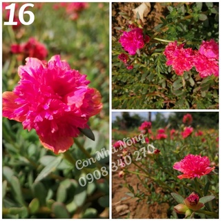 3 cành sam kép xù màu cam đào