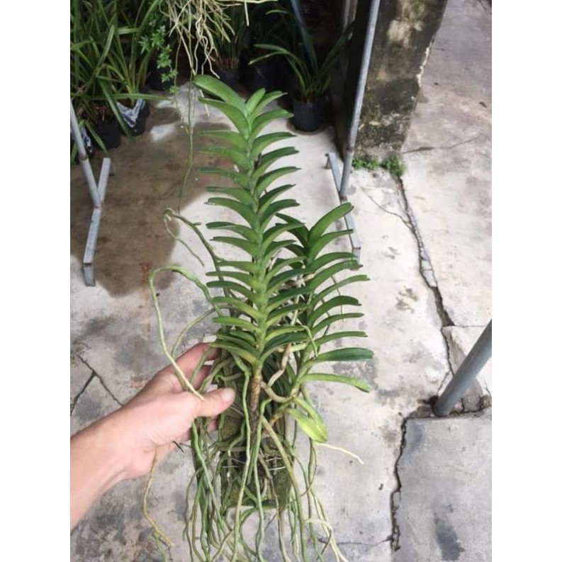 Hoa phong lan cù lao minh