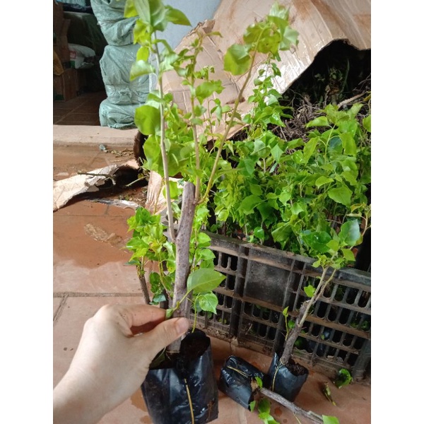 CÂY HOA GIẤY NGŨ SẮC ĐẸP