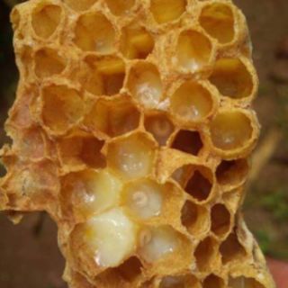 500g sữa ong chúa tươi