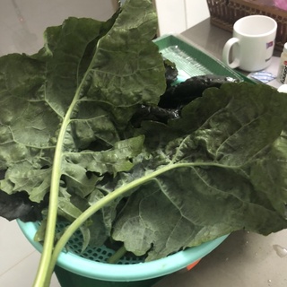 [Hạt giống Mỹ] - Cải Kale Tím