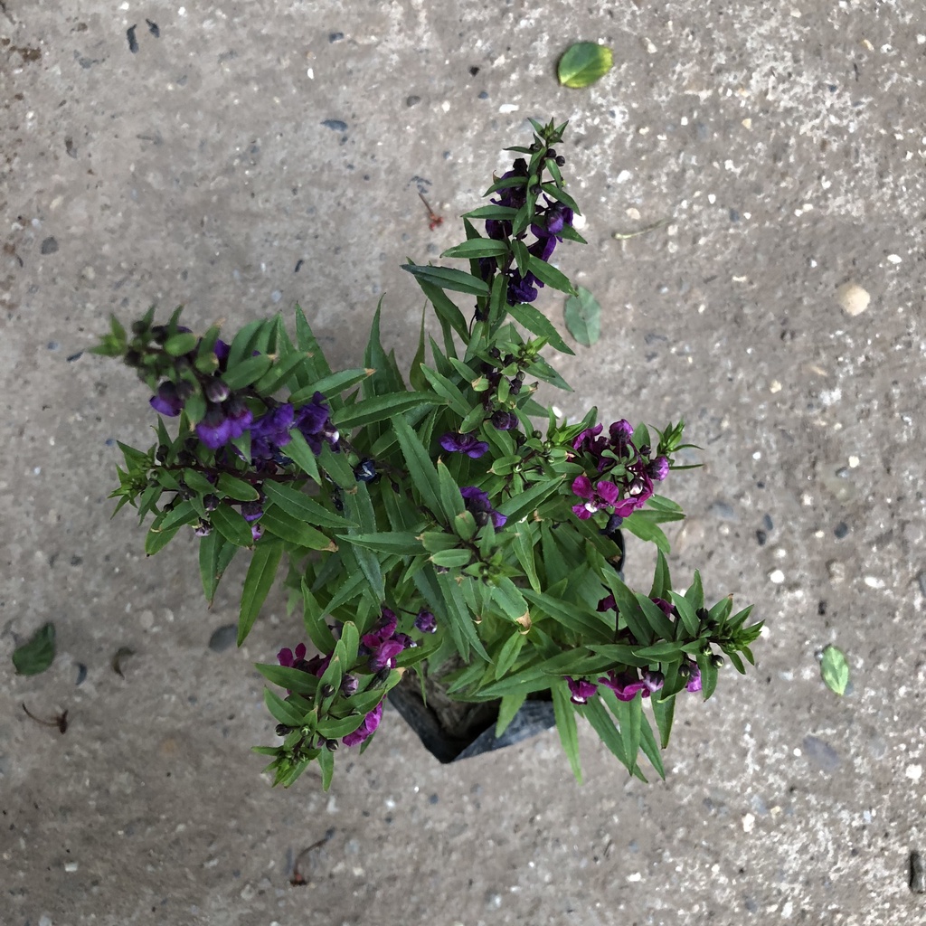 Cây hoa violet Nhật , Chiều cao 15cm với 3 màu hoa đặc sắc dễ chăm sóc thích hợp trang trí cảnh quan