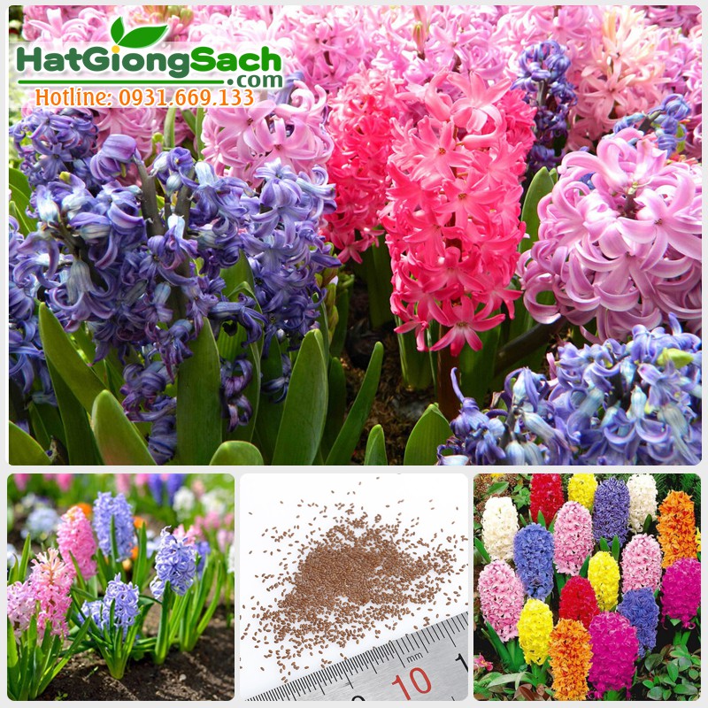 Hạt giống hoa tiên ông