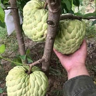 Na thái hạt lép