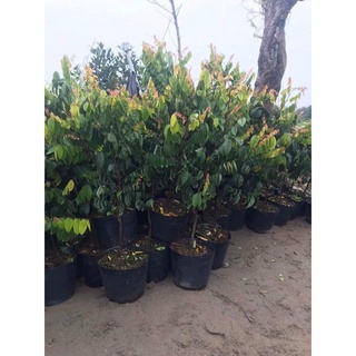 Cây Giống Khế Ngọt (Chuẩn Giống Cây Trồng)