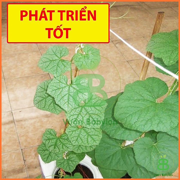 Hạt Giống Mướp Hương Xanh Lai F1 1G